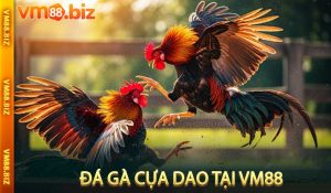 Đá Gà Cựa Dao