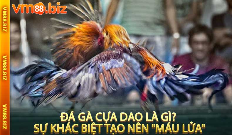 Đá Gà Cựa Dao Là Gì? Sự Khác Biệt Tạo Nên "Máu Lửa"