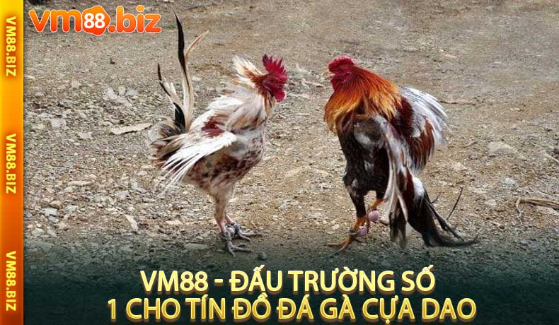 VM88 - Đấu Trường Số 1 Cho Tín Đồ Đá Gà Cựa Dao